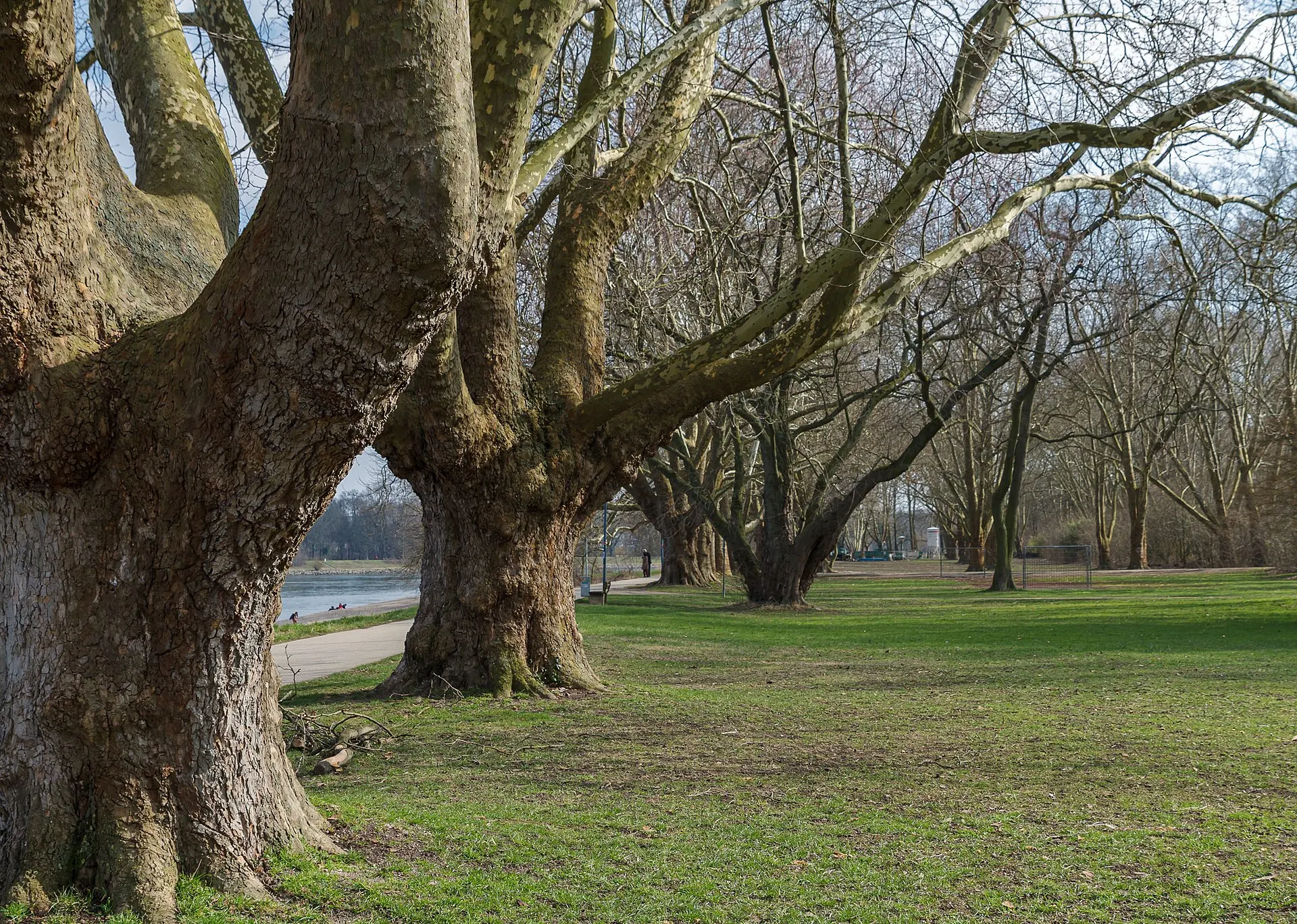 Parkinsel in Ludwigshafen am Rhein